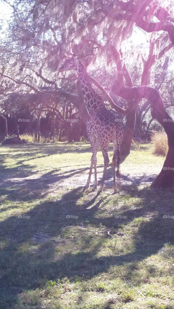What are you doing down there? . Took on safari ride at Walt Disney World