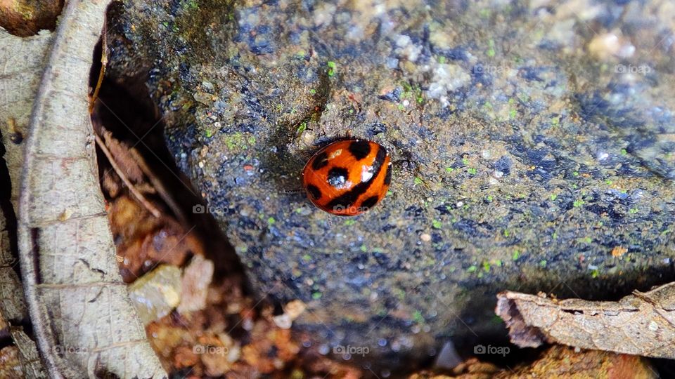 ladybug