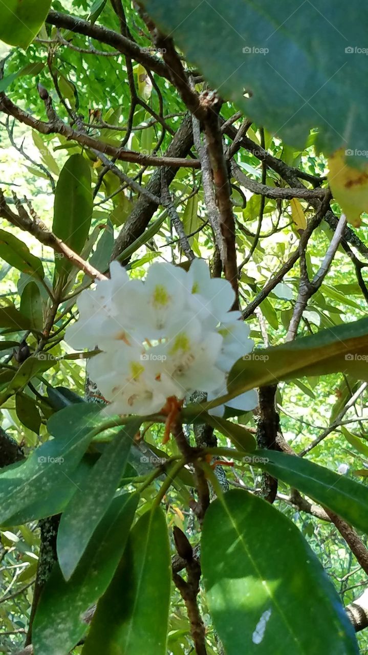 the laurel is blooming