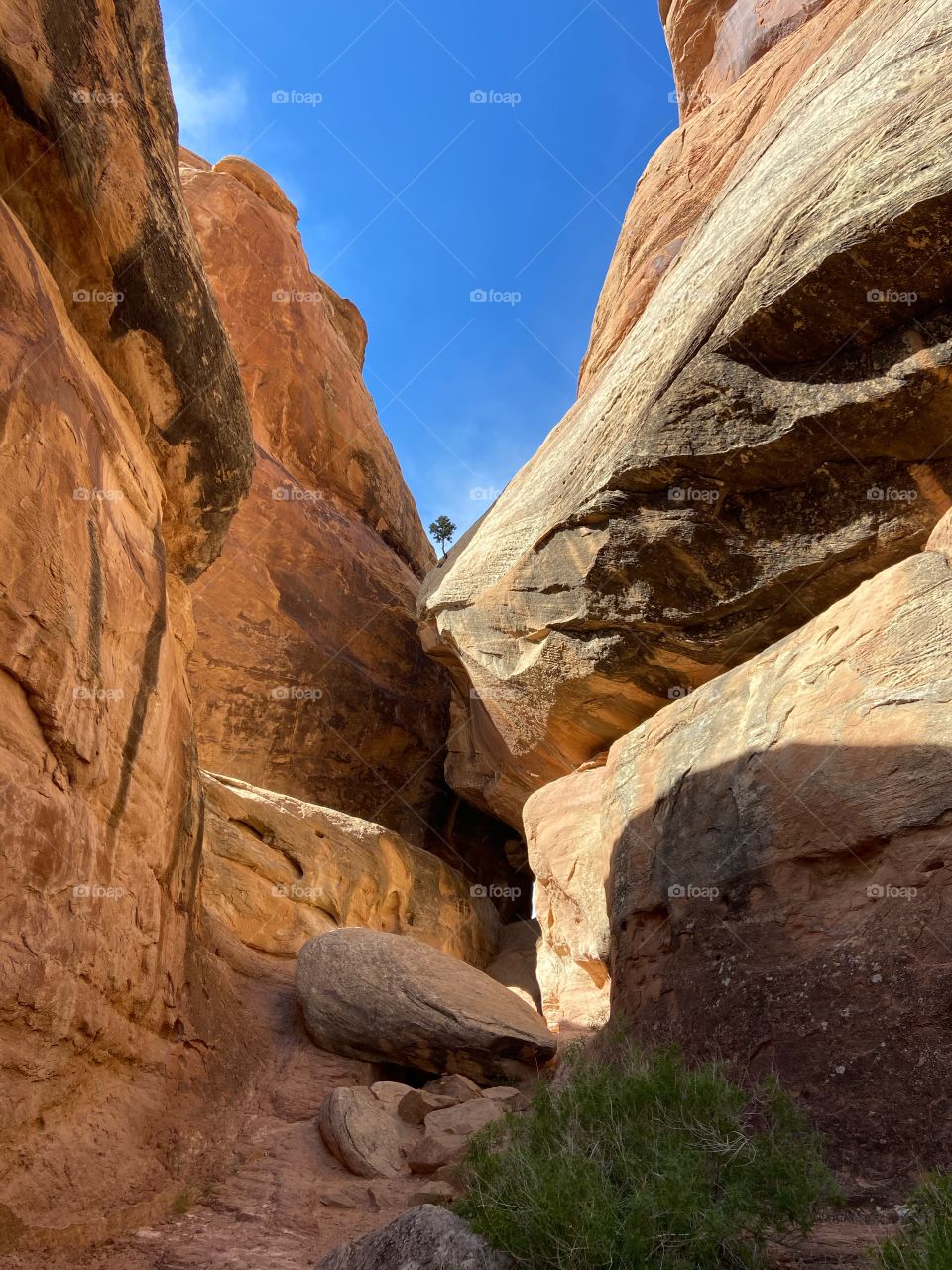 Little tree growing out of big rocks
