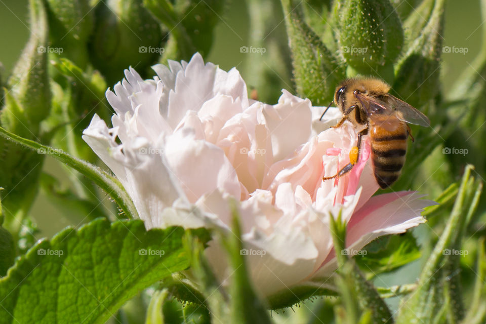 Bee on white and pink two tone colored rose - bi geting vit rosa tvåfärgad ros 