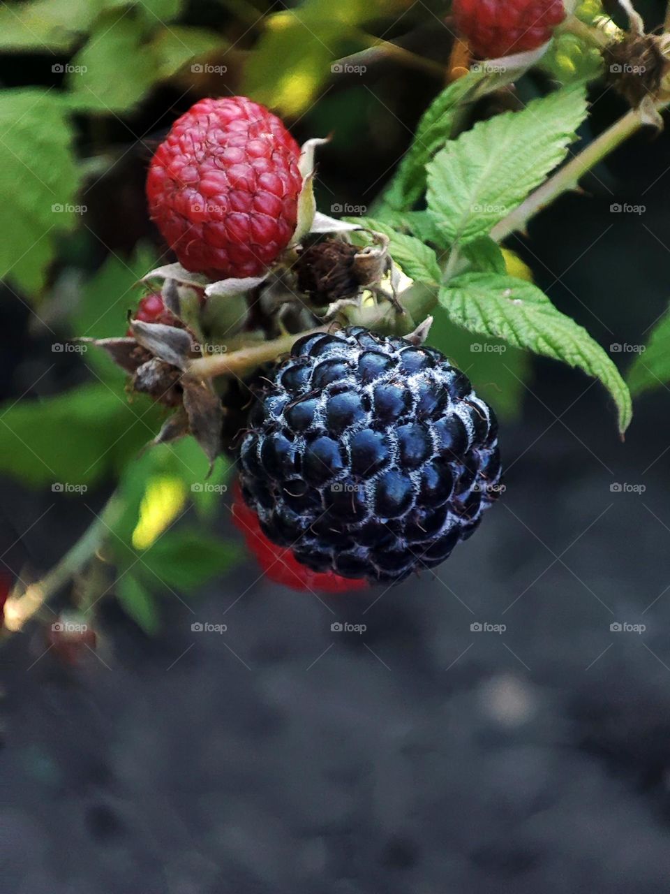 Macro photo of blueberries in the garden