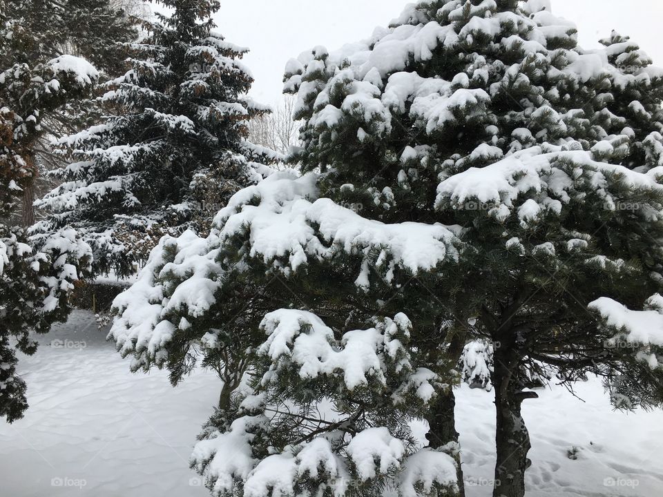 Forest in winter