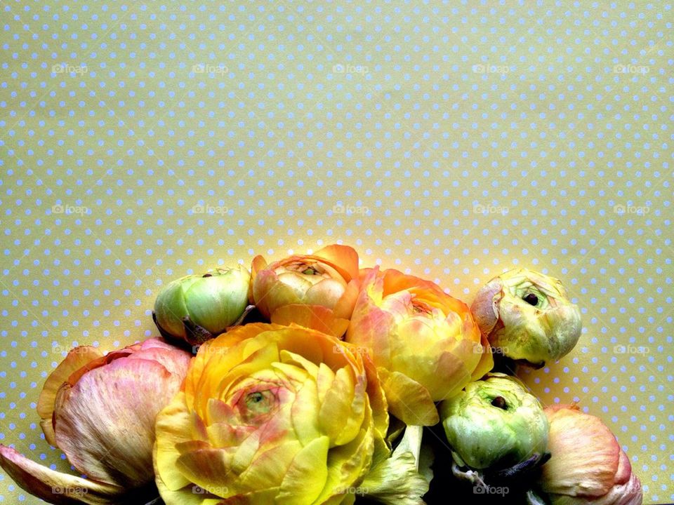 Ranunculus flowers on polka dots