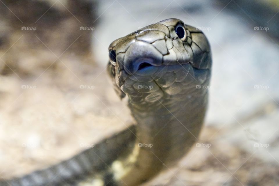 Extreme close-up of snake