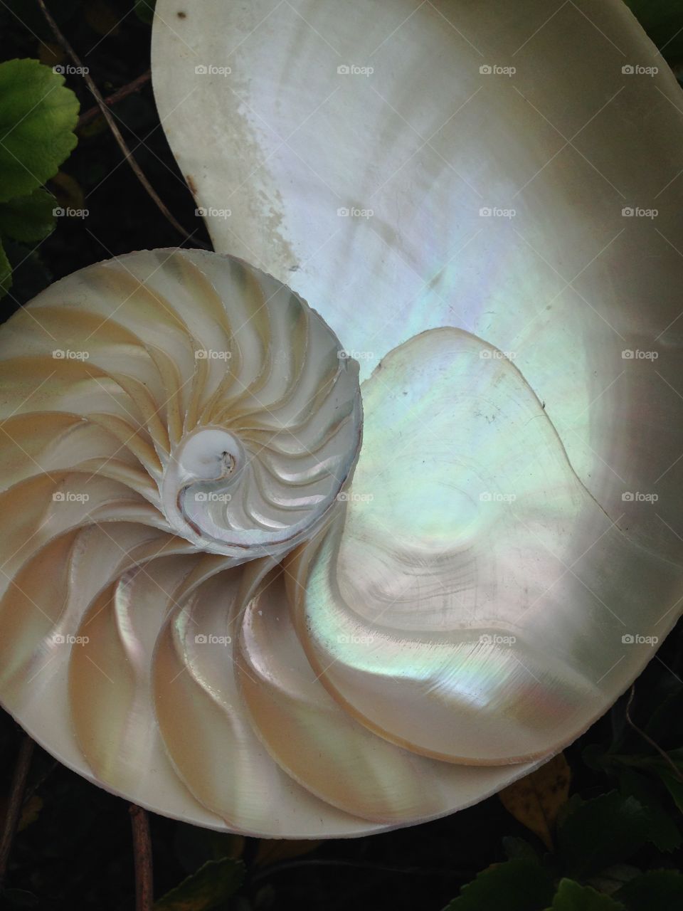 Nautilus shell cross section spiral symmetry Fibonacci sequence background 