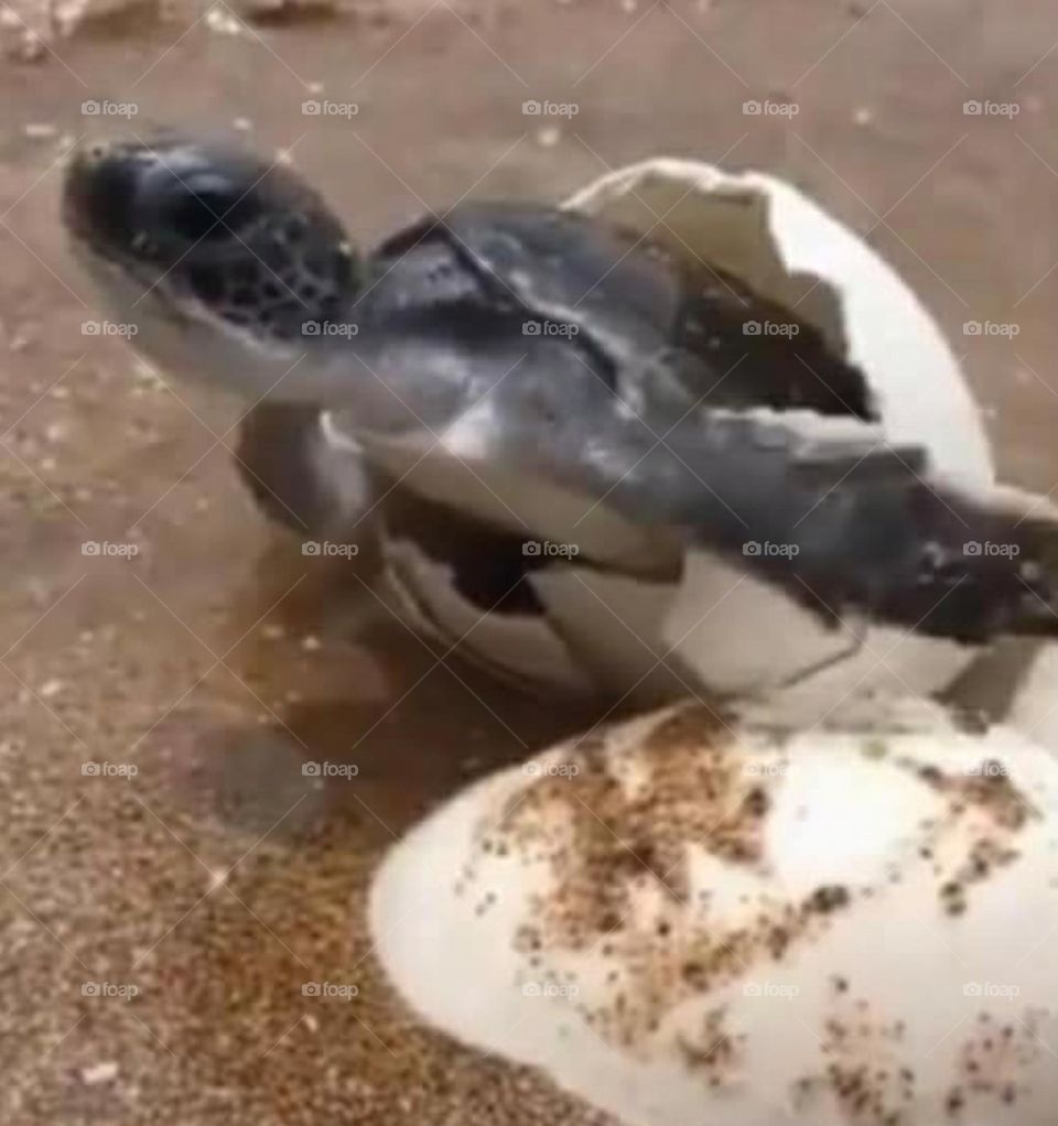 baby turtle