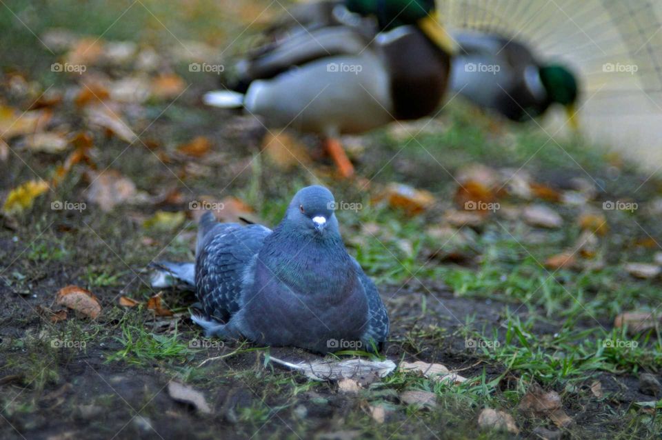 Autumn and ducks pigeons