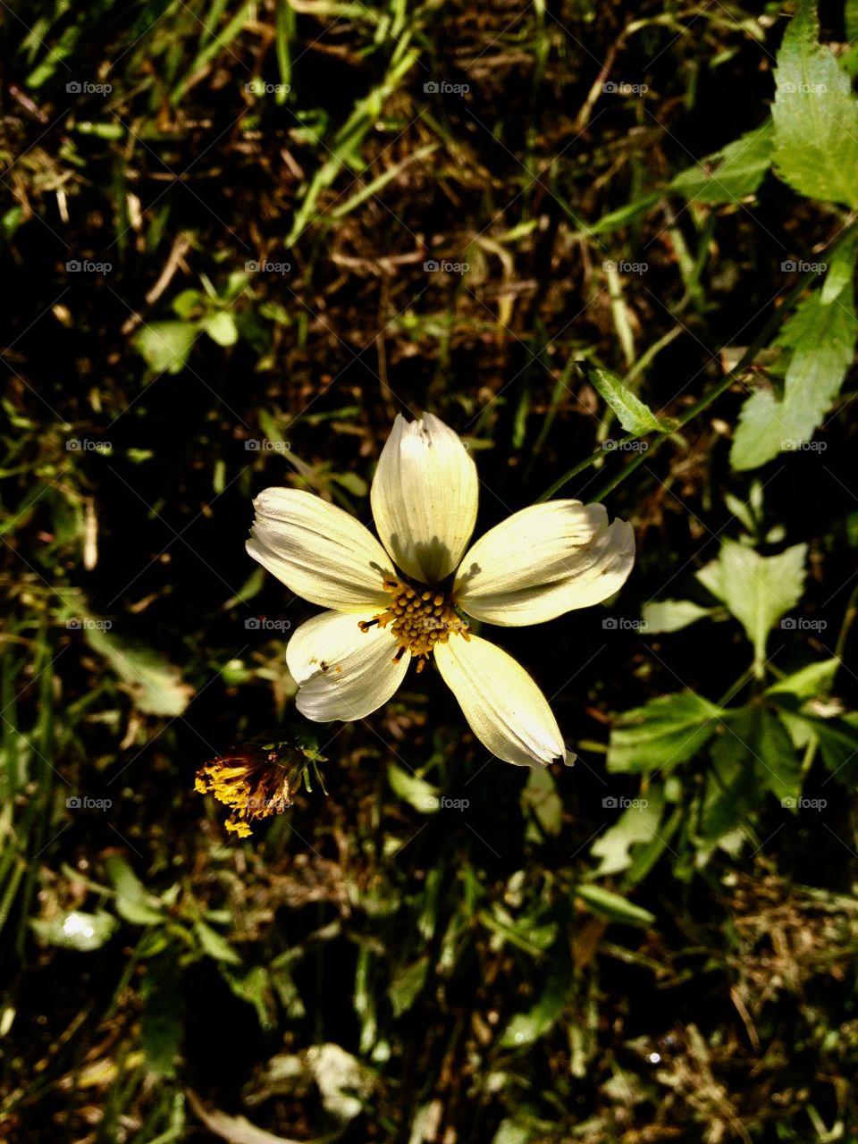 Flower in Sardinia☀️