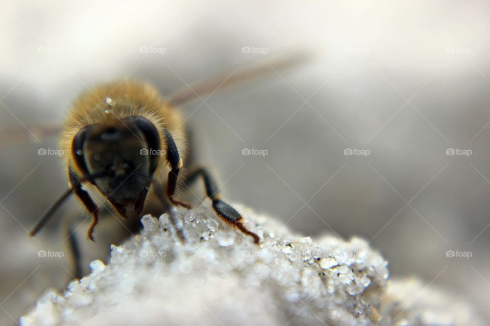 beach bee