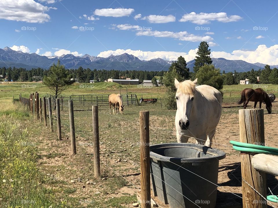 Horses with Colorado mountain backdrop