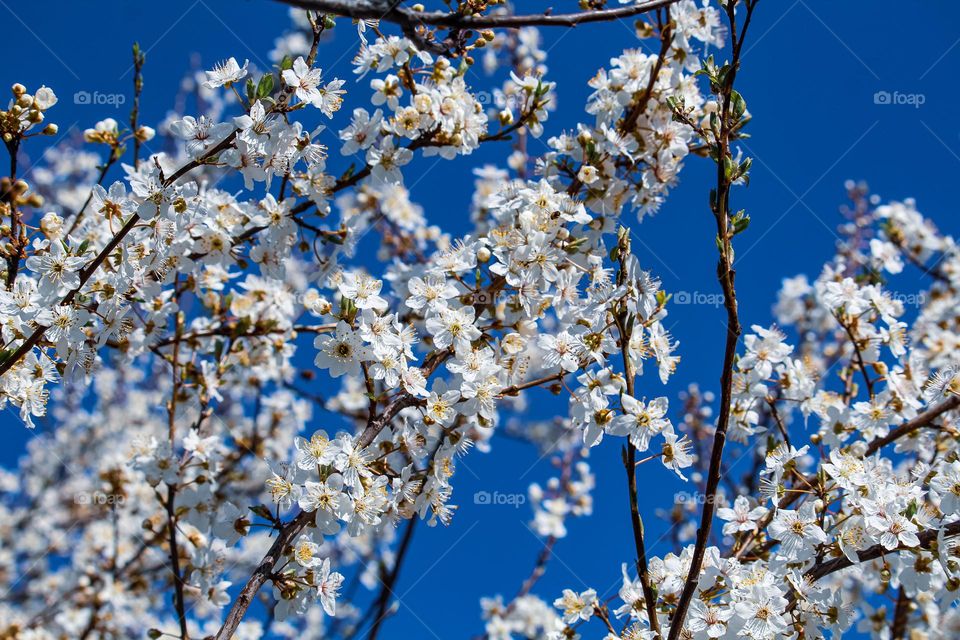 White spring flowers branch