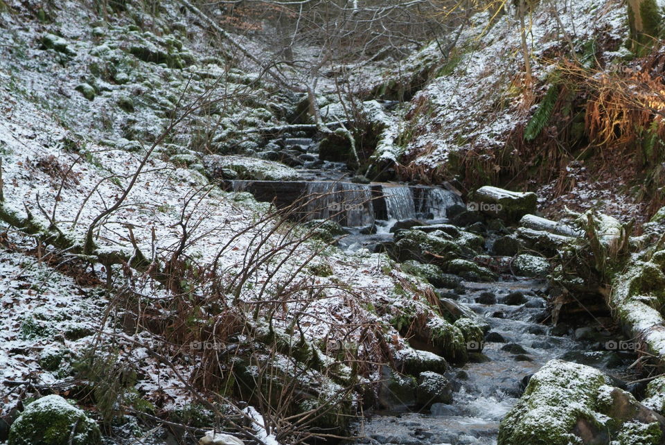 Winter forest