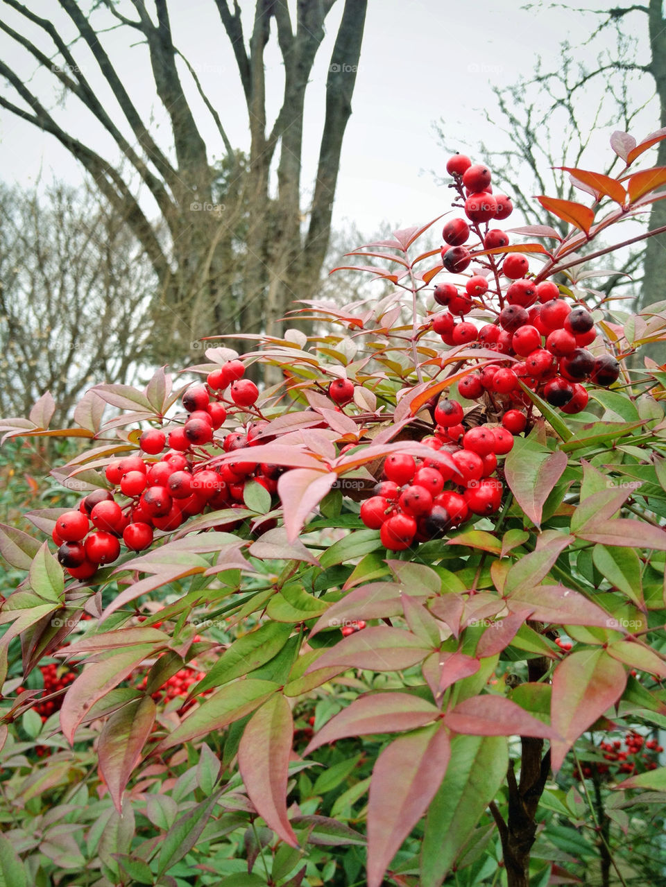 red leaves berries cheekwood by kirimoth