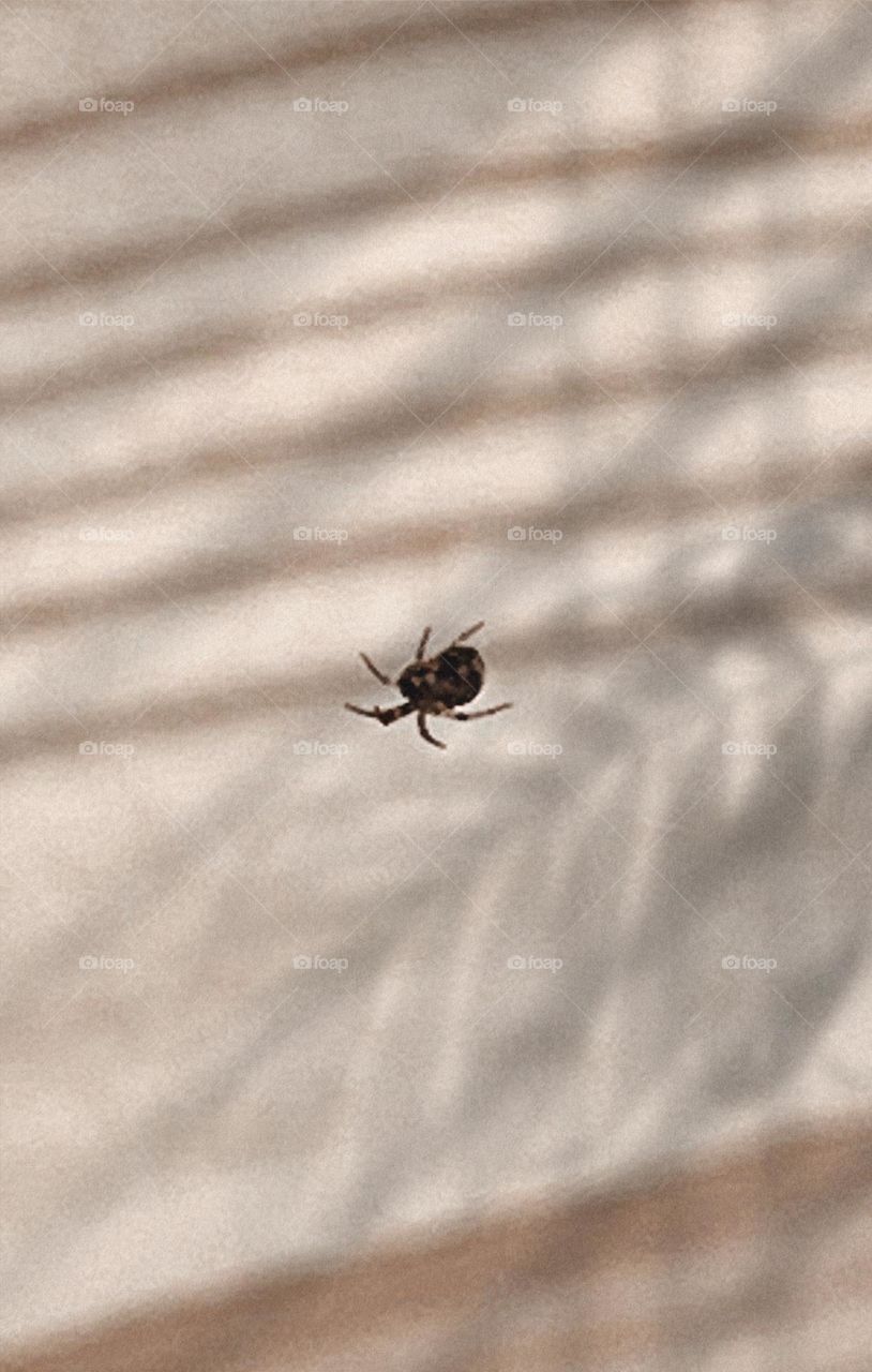 Tiny spider huge world 