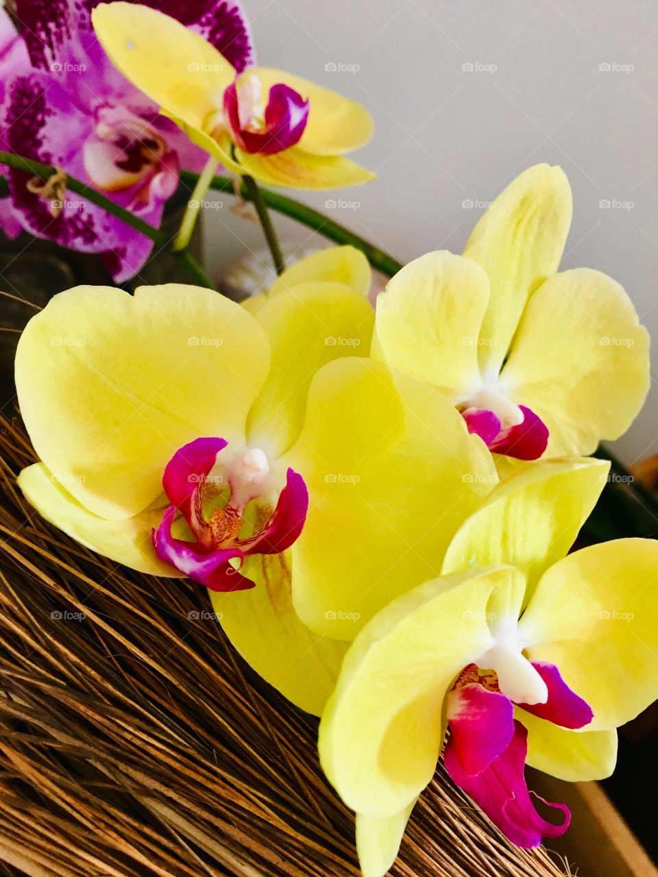 Yellow Phalaenopsis orchid 
