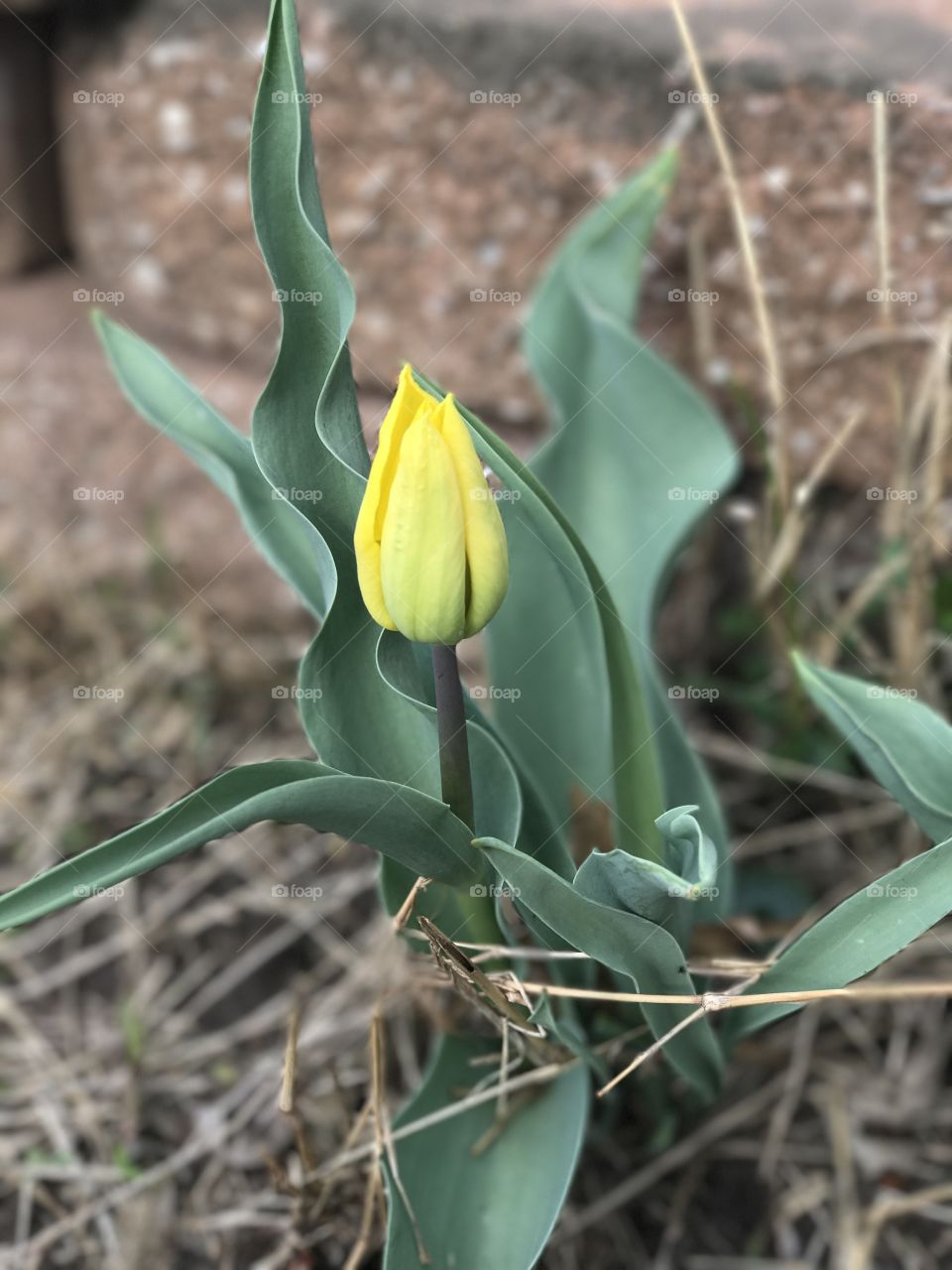 Blooming tulip