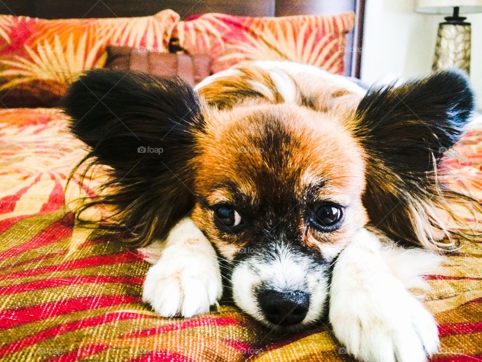 Sad looking Papillion
