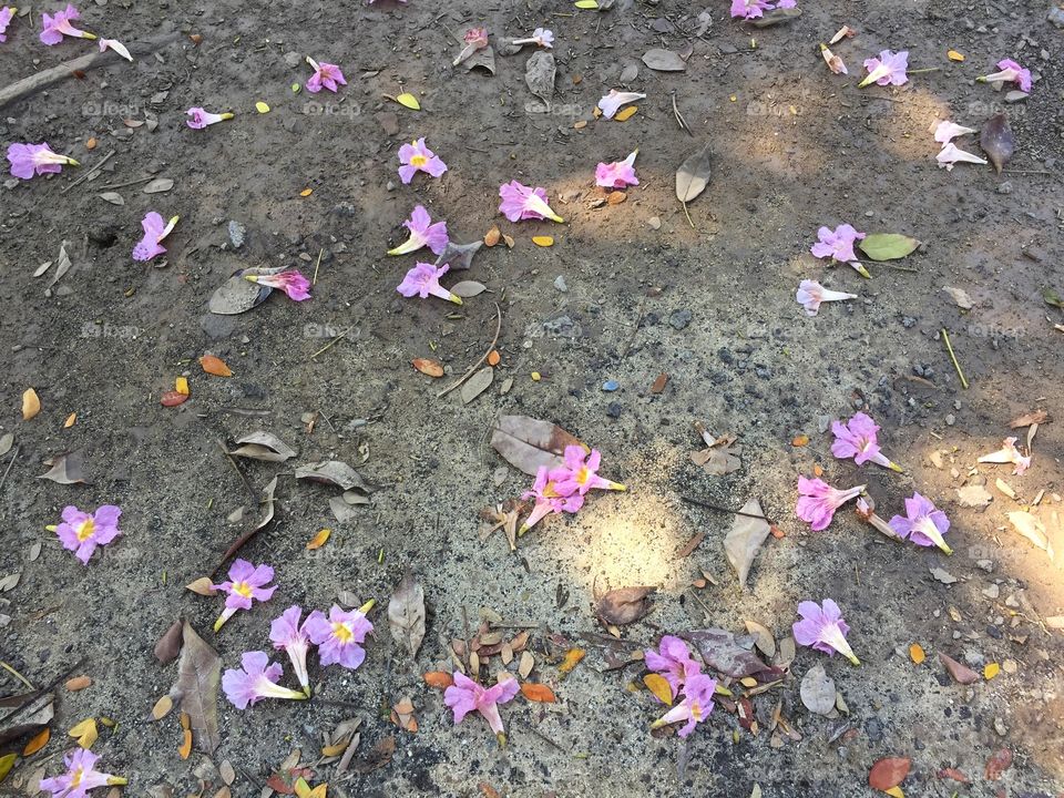 Pink flowers fall on the ground in garden 