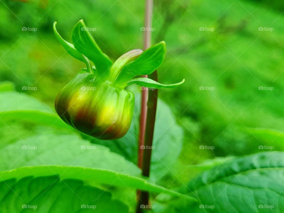 flower bud dahlia