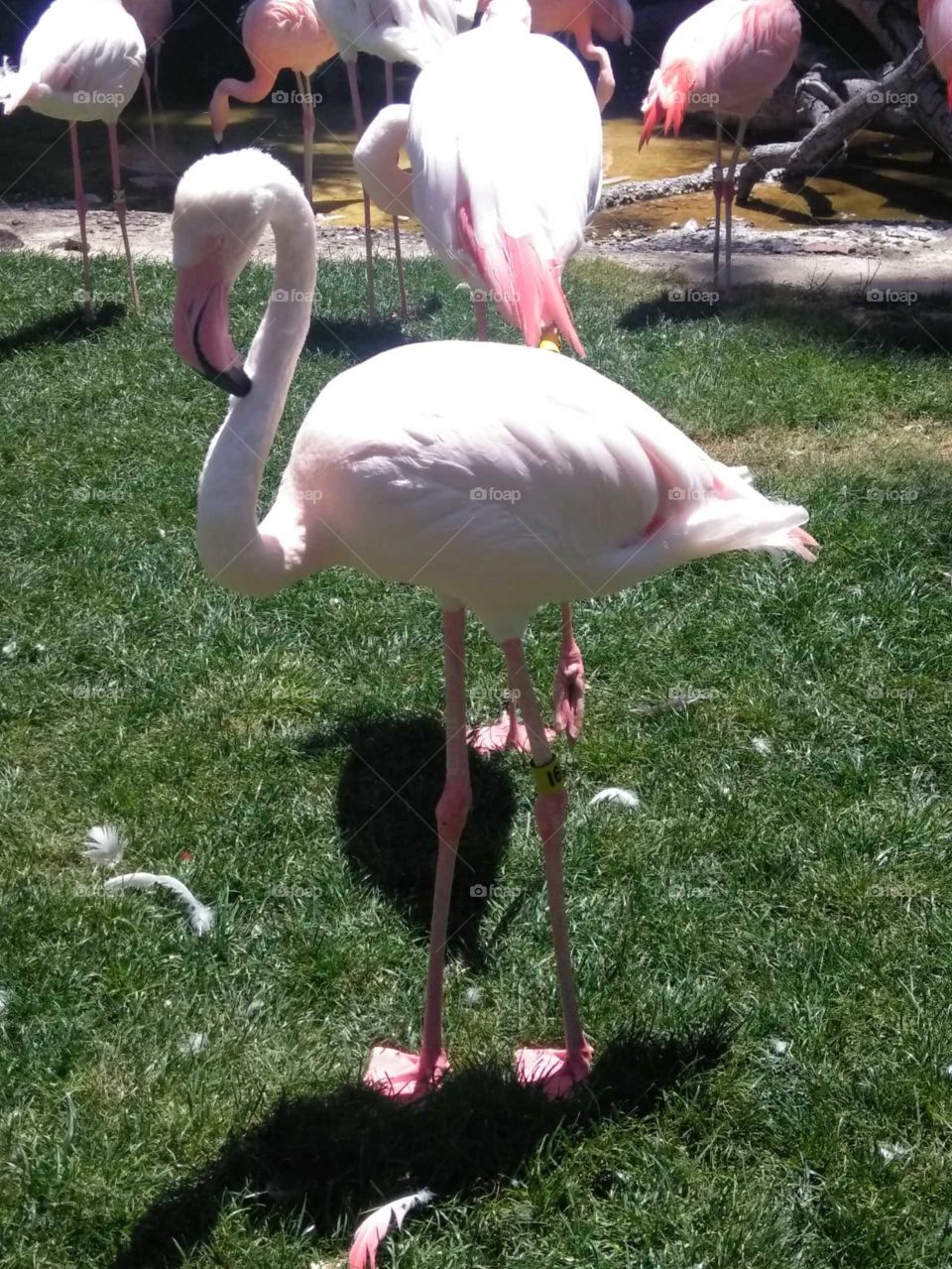 American flamingo posing at the camera 