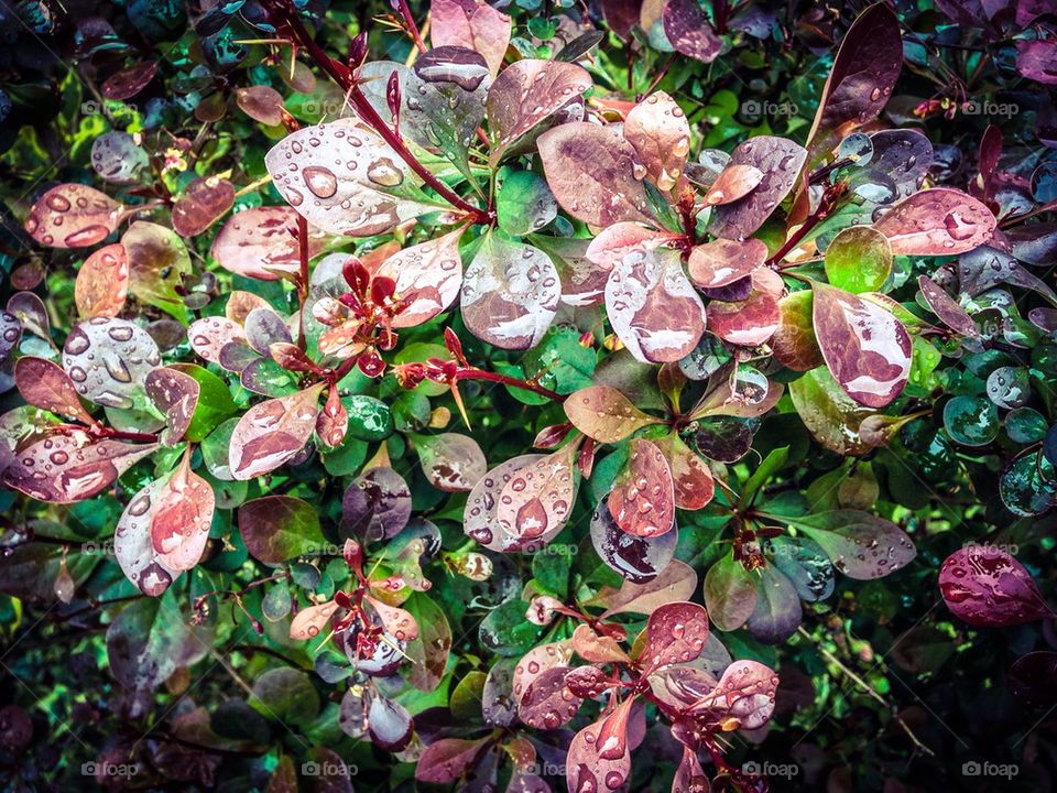 Rain drops on leaves
