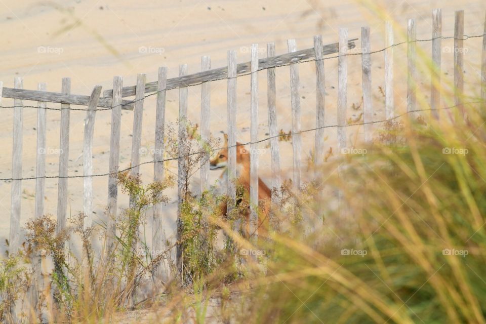 unaware fox. on the dune deck in the Outer Banks early one morning