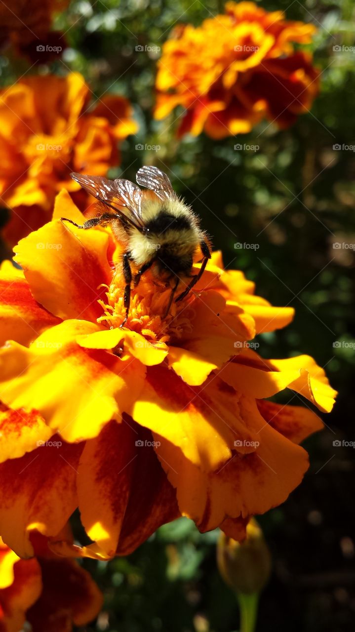 Marigold bee