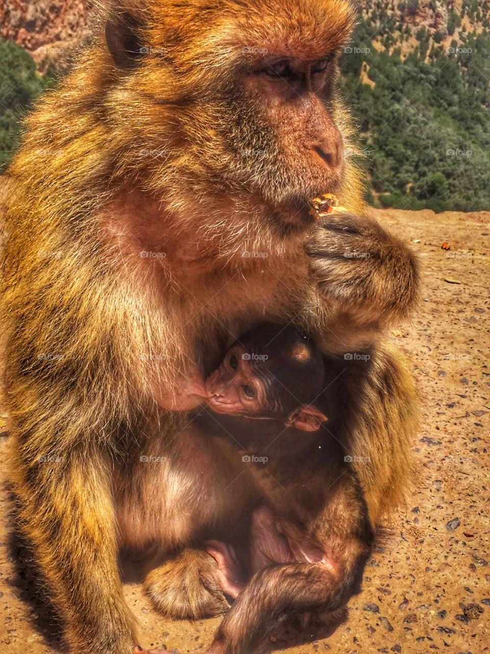 Barbary Ape and baby