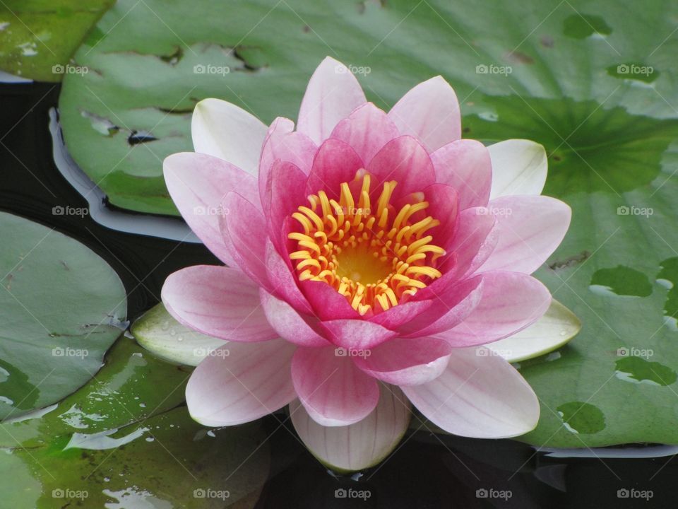 High angle view of a water lily