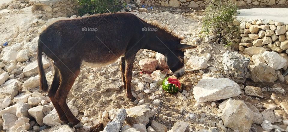 a beautiful donkey is eating watermelon.