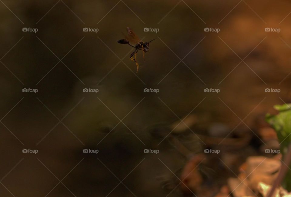 A wasp known as a mud dauber carrying a piece of dirt while flying,from which it will build its nest.