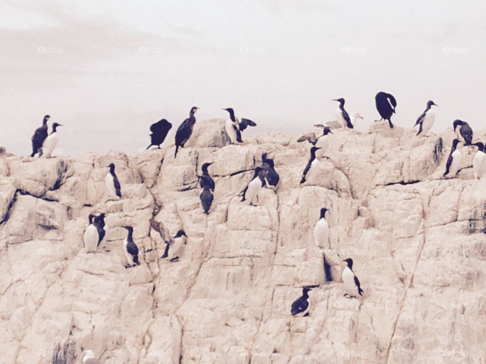 Sea birds. Guilimots on rock face