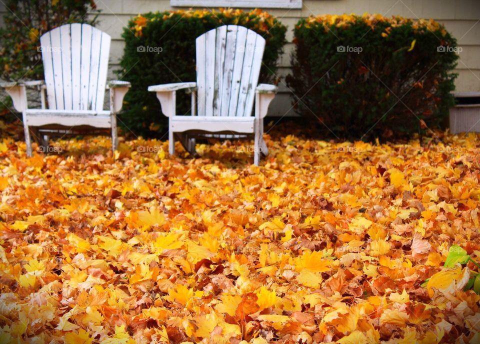 Carpet of fallen leaves