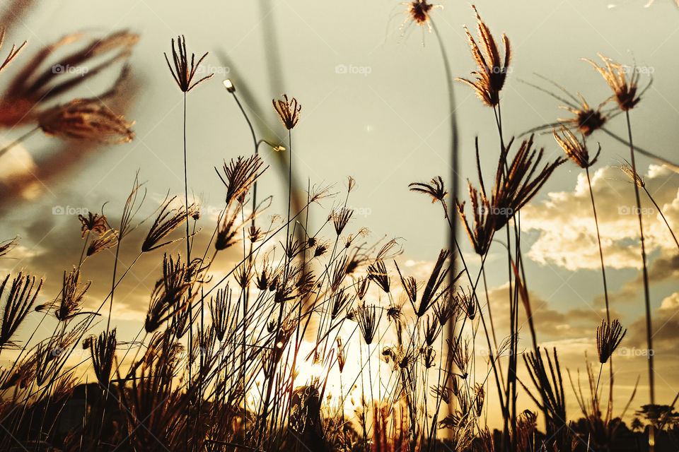 sunset on grass field