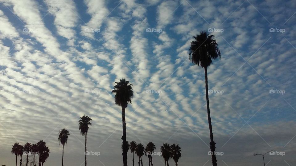 Palms against a Pillowed Sky