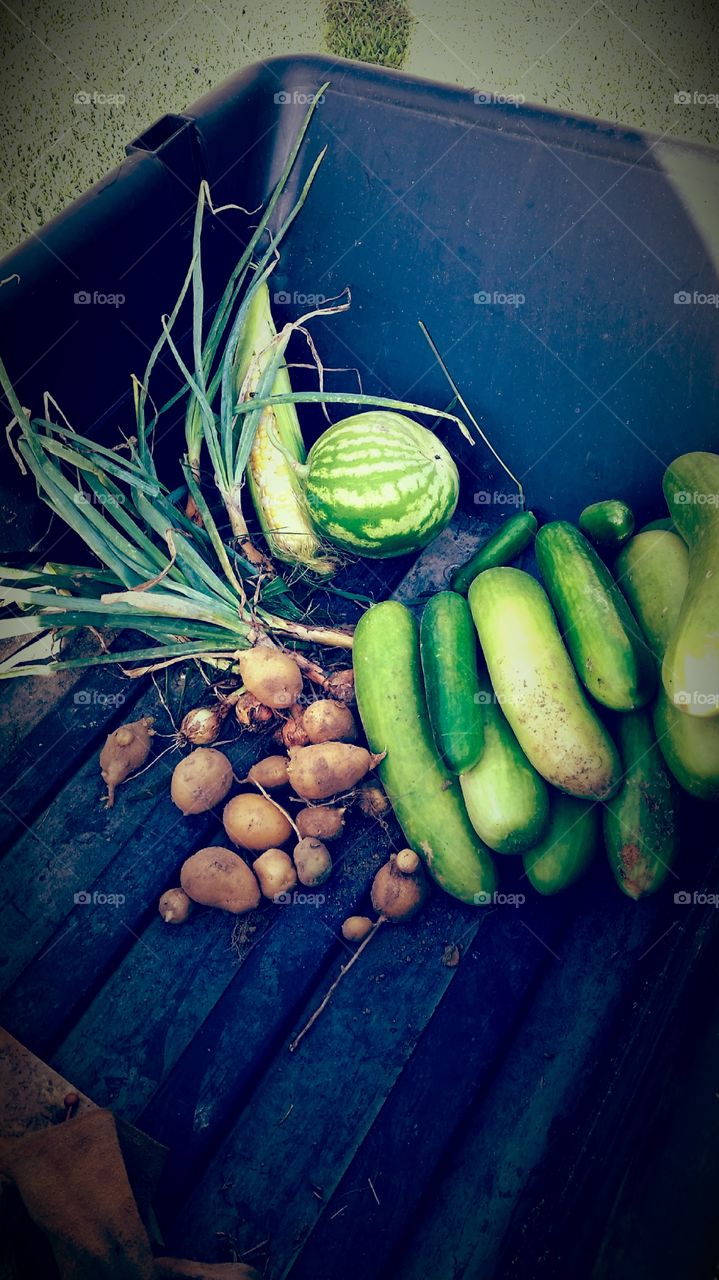 My little harvest. at my home in Marianna, Arkanzas