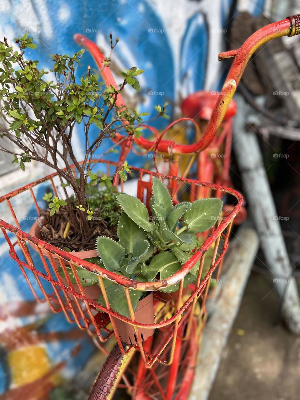 Bicycles and plants