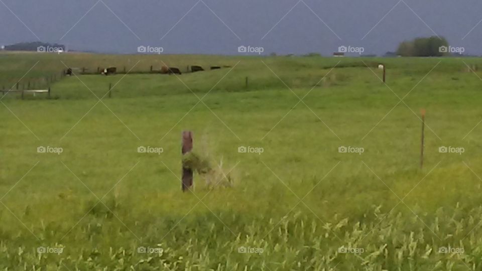 Landscape, Field, Grass, Hayfield, Agriculture