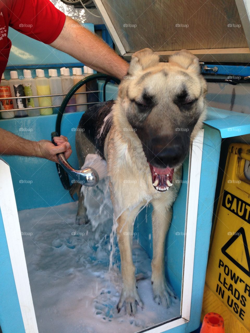 German shepherd smiling while being washed at dog wash