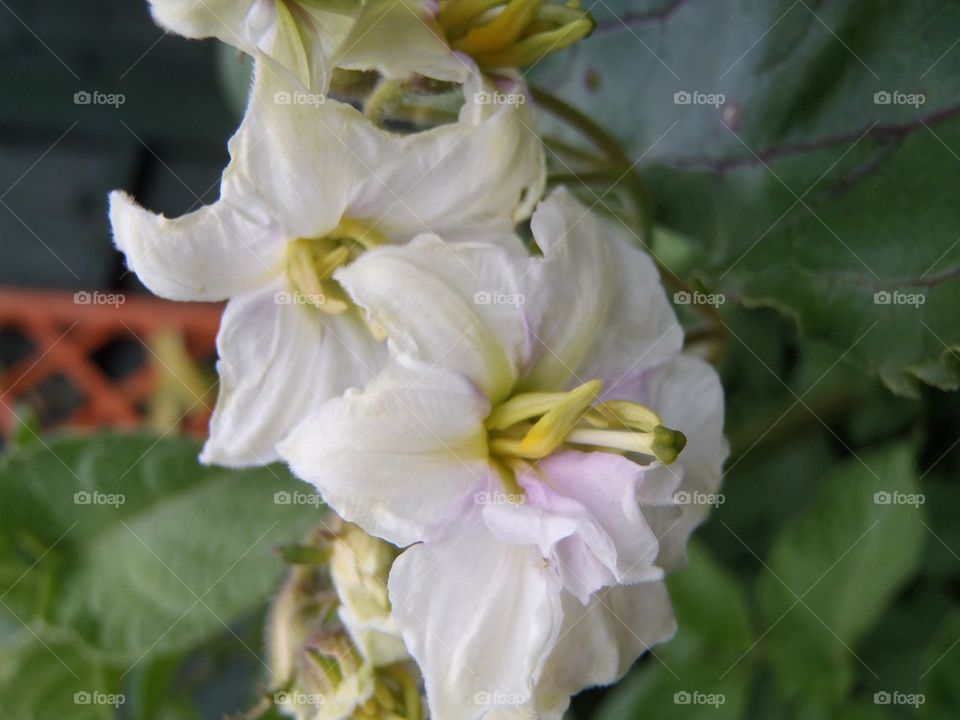 Potato white flower