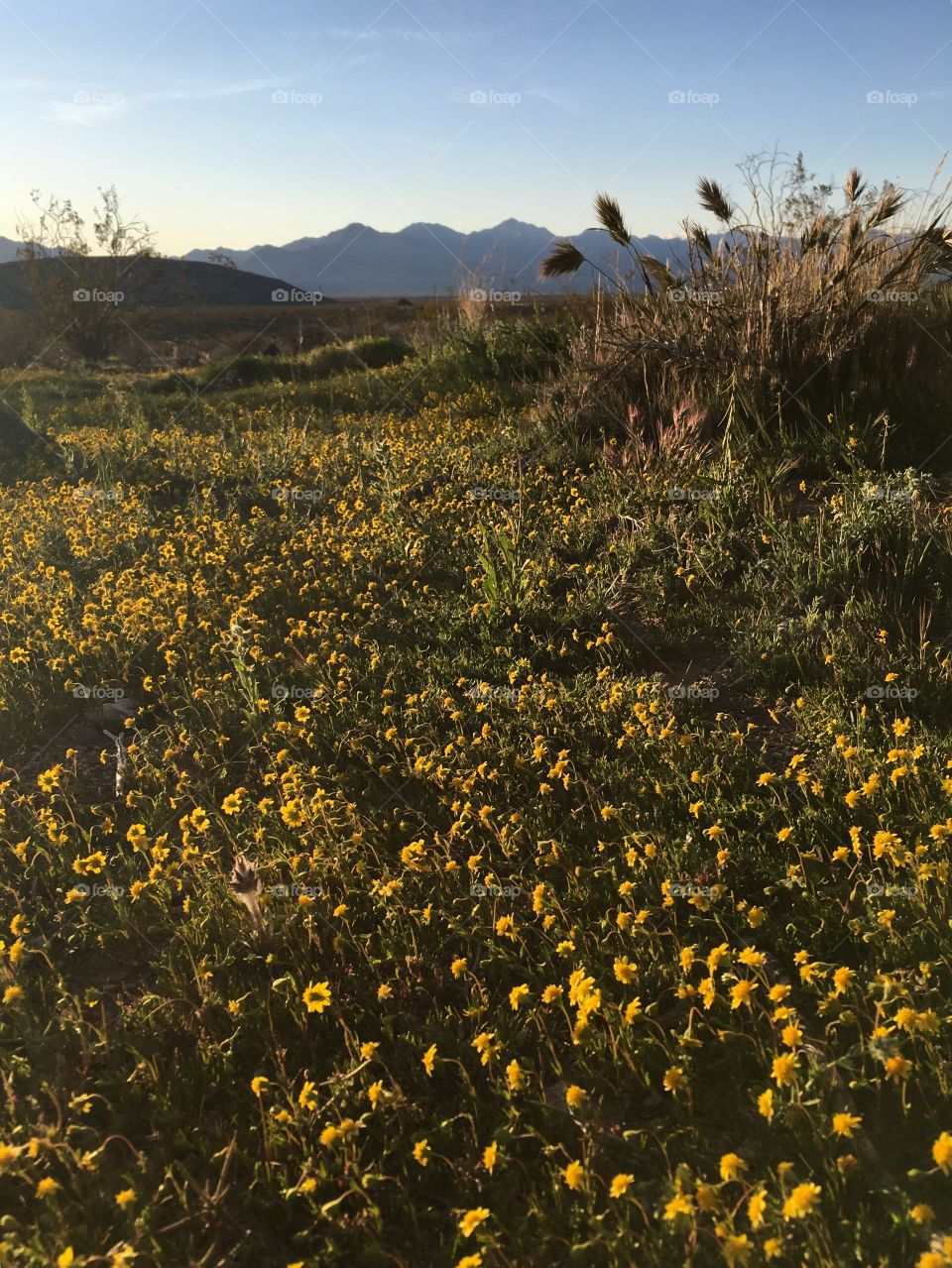 MojAve Desert - spring flowers 