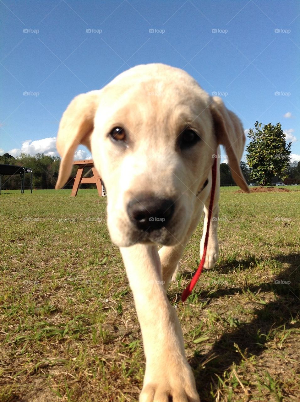 Lab