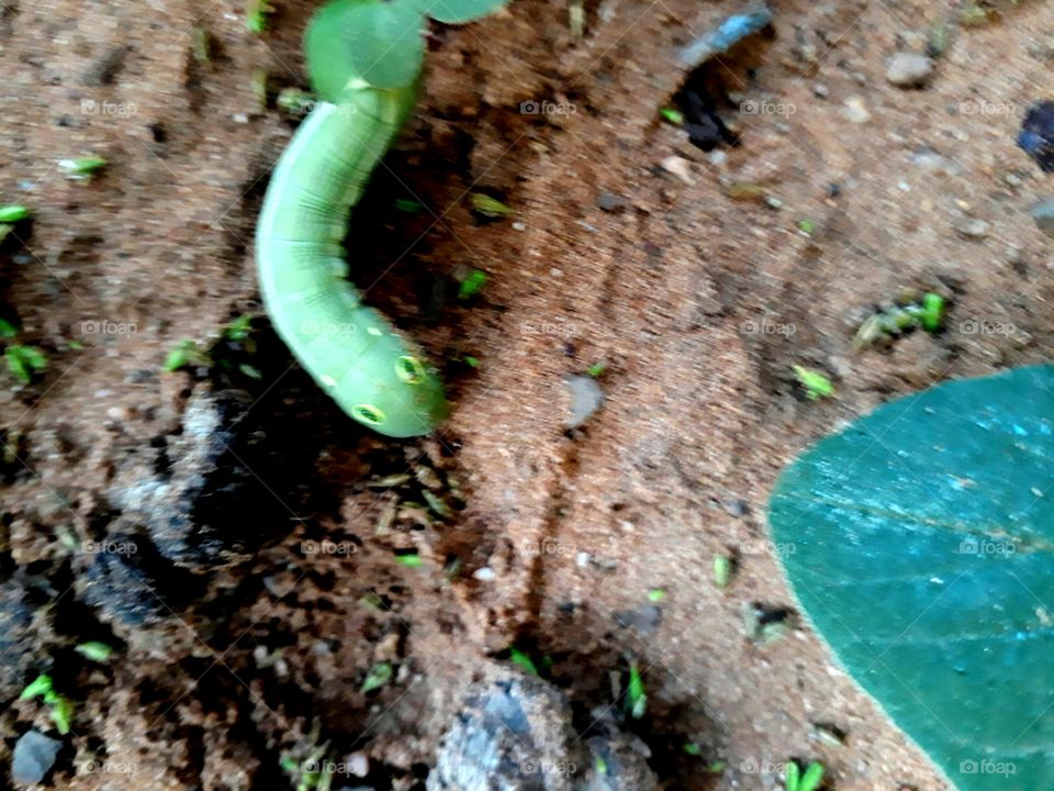 what is this hinding in my garden?