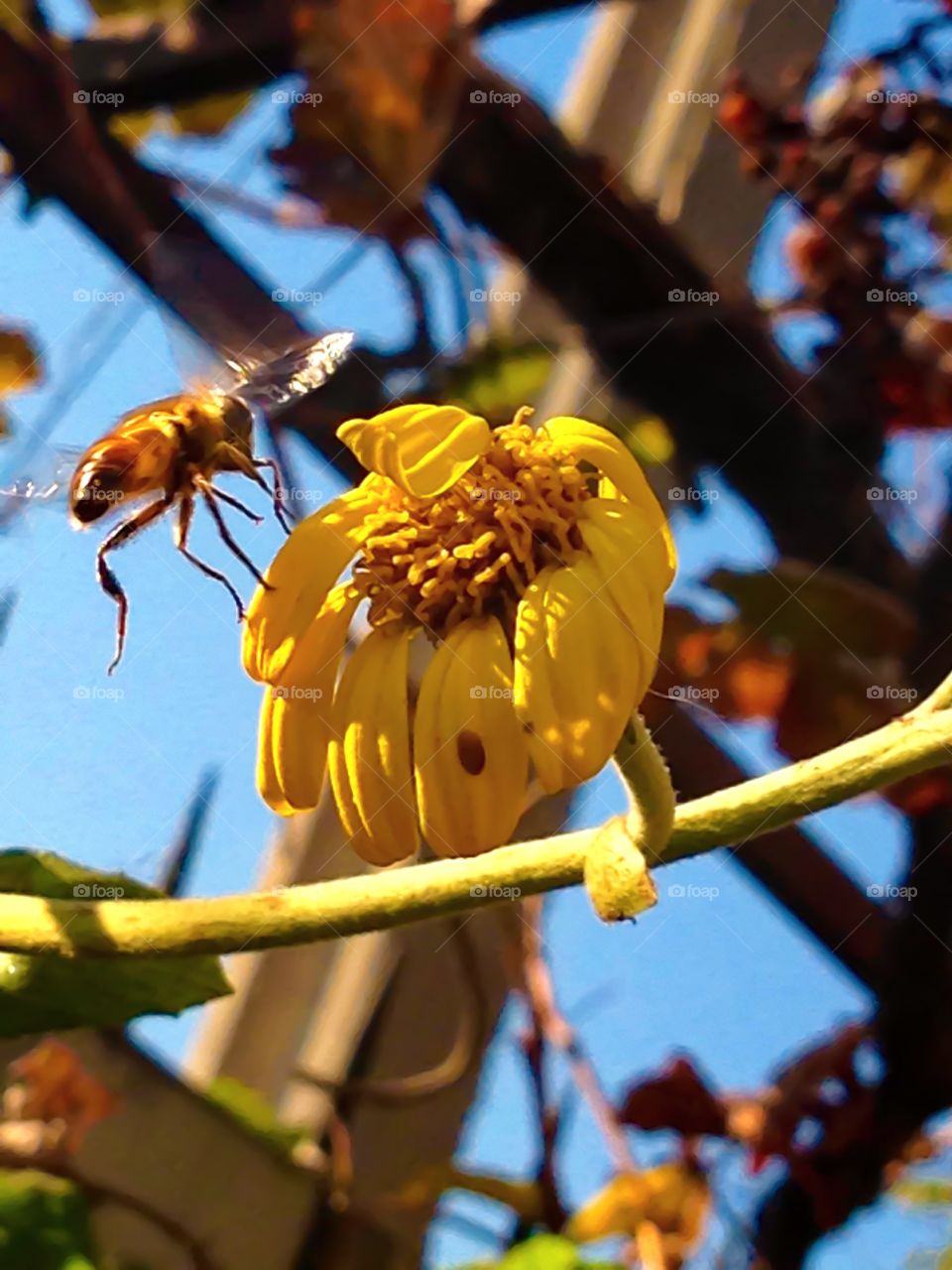 Relationship. A bee visiting a flower in my garden 