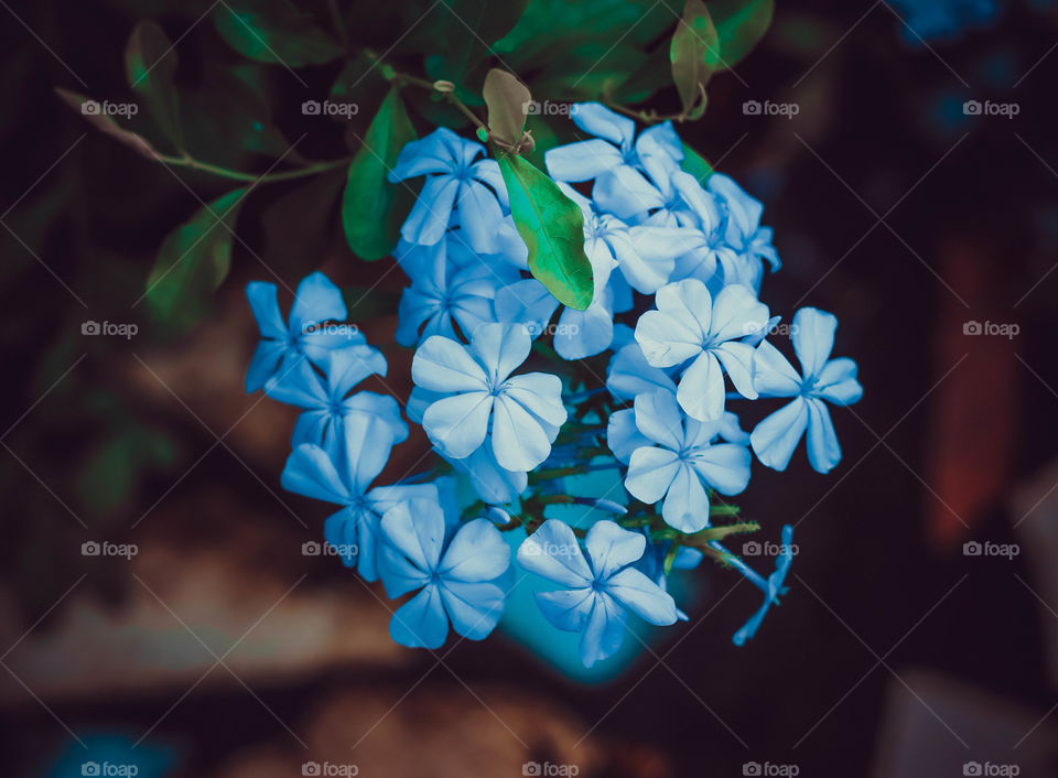 Lovely blue flower!