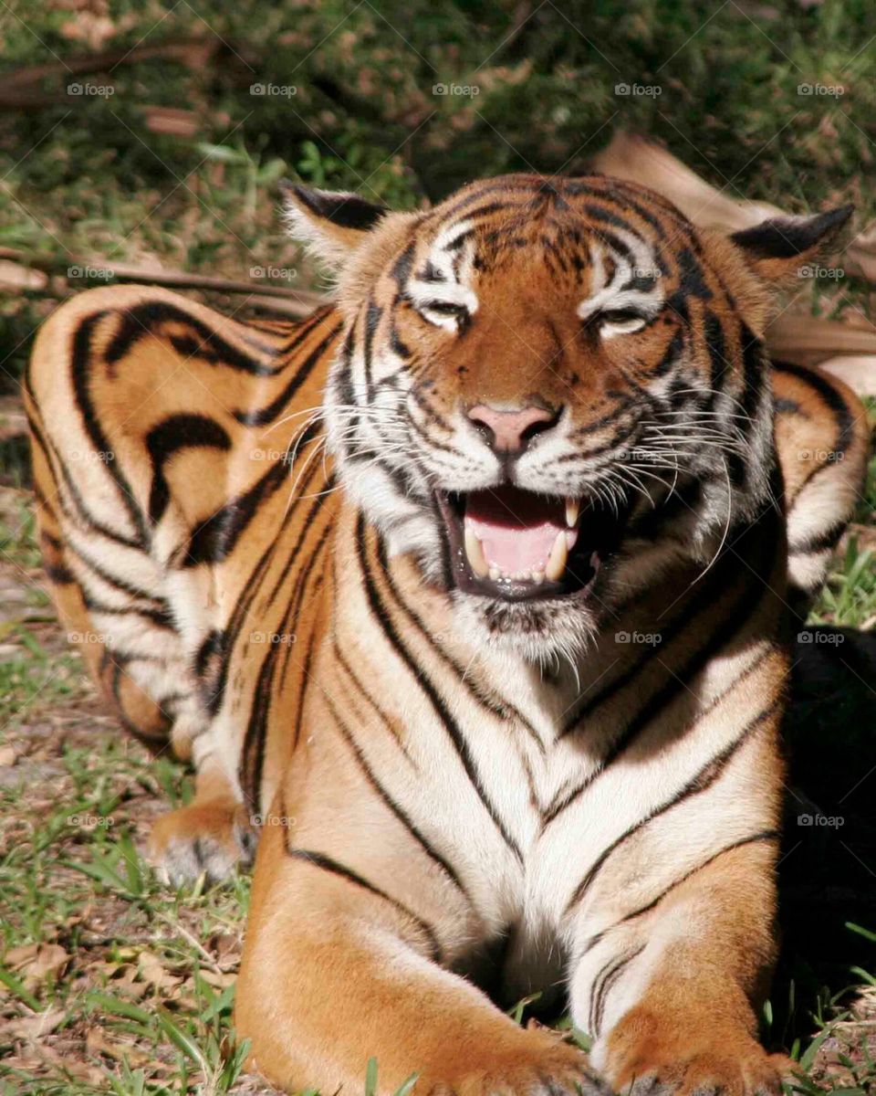 Laughing tiger 