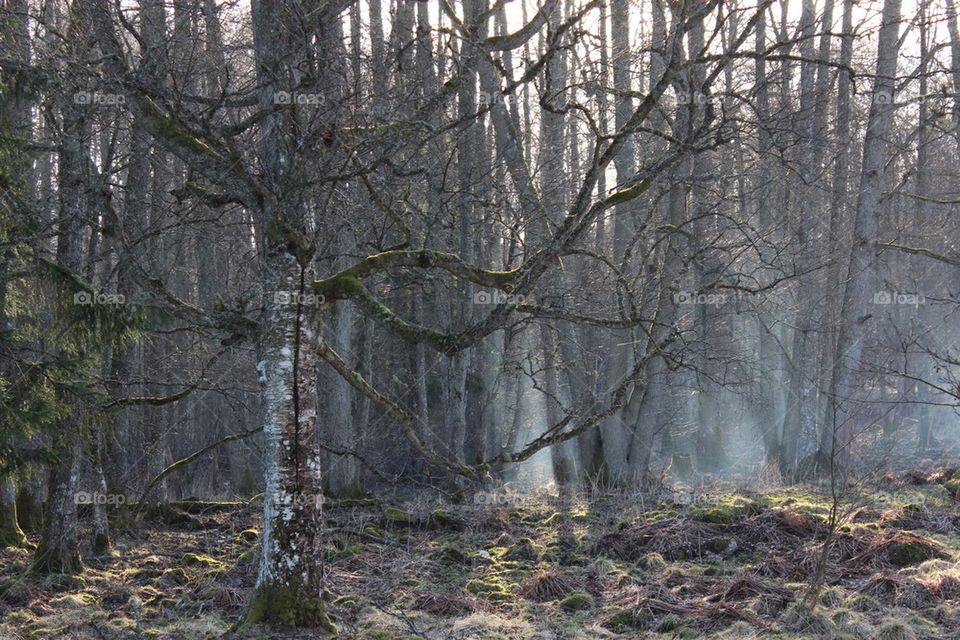 Trees in forest in foggy weather