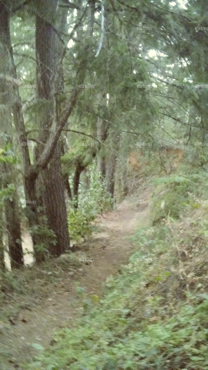 Trail