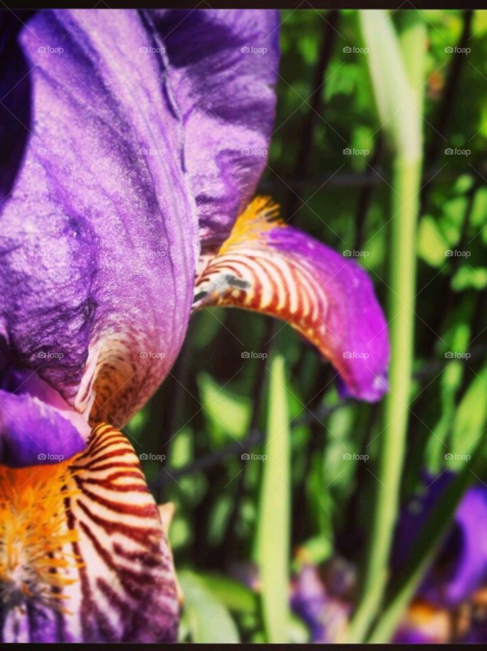 Violet. Love purple Flower